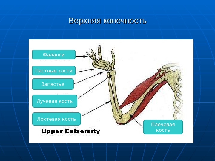 Презентация по анатомии