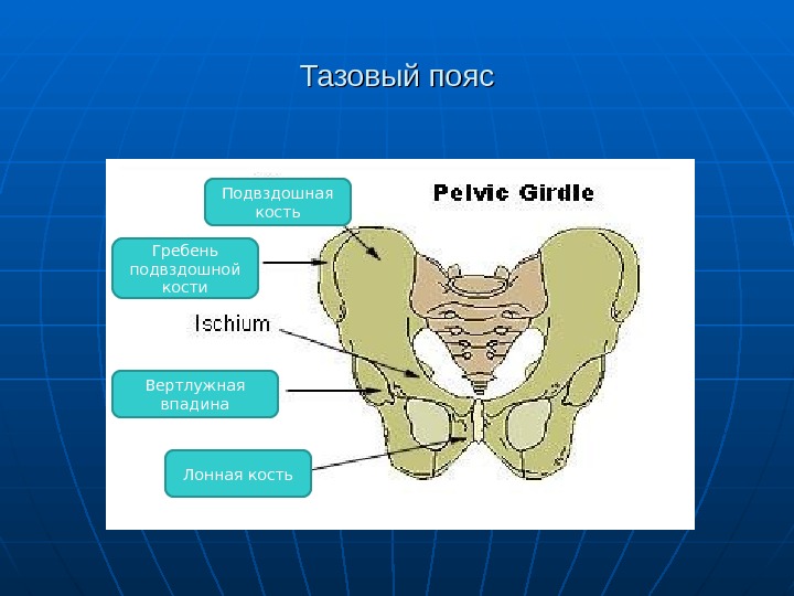 Кости тазового пояса. Тазовый пояс подвздошная кость. Тазовые кости лонная кость. Тазовый пояс анатомия. Строение тазового пояса.