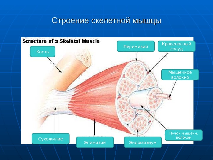 Мышца строение. Строение мышечных волокон перимизий. Строение мышечного волокна сухожилие. Строение скелетной мышцы перимизий. Строение костной мышцы.