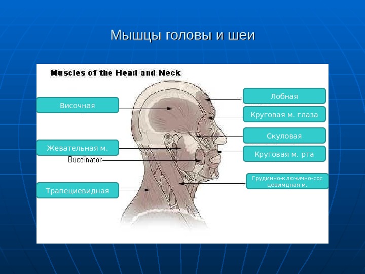 Мышцы головы анатомия презентация