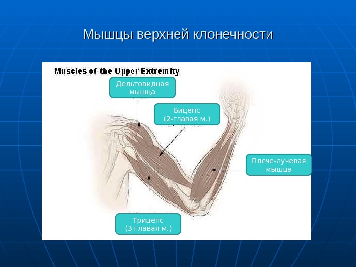 Шаблон презентации анатомия