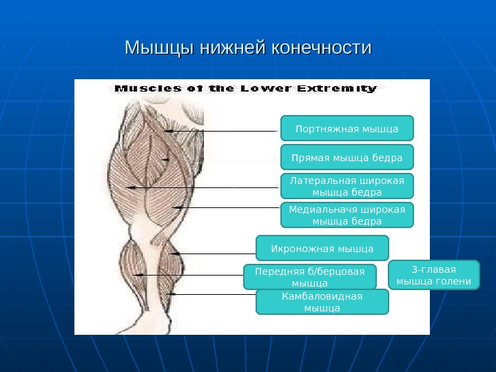 Мышление презентация анатомия