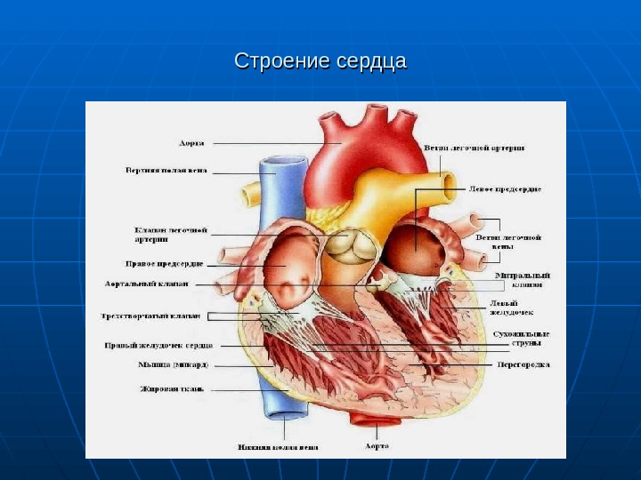 Строение сердца человека анатомия презентация