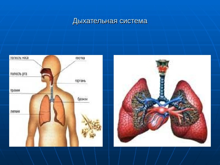 Презентация анатомия и физиология органов дыхания