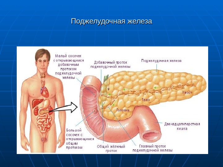 Показать Фото Поджелудочной Железы