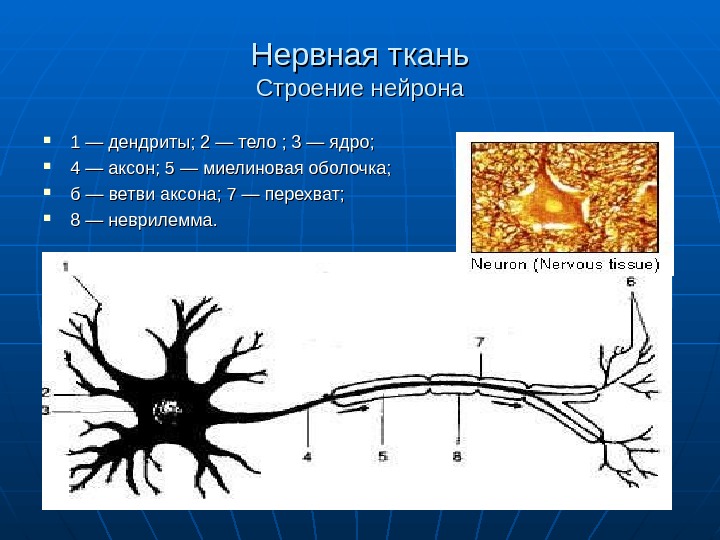 Изображение нервная ткань