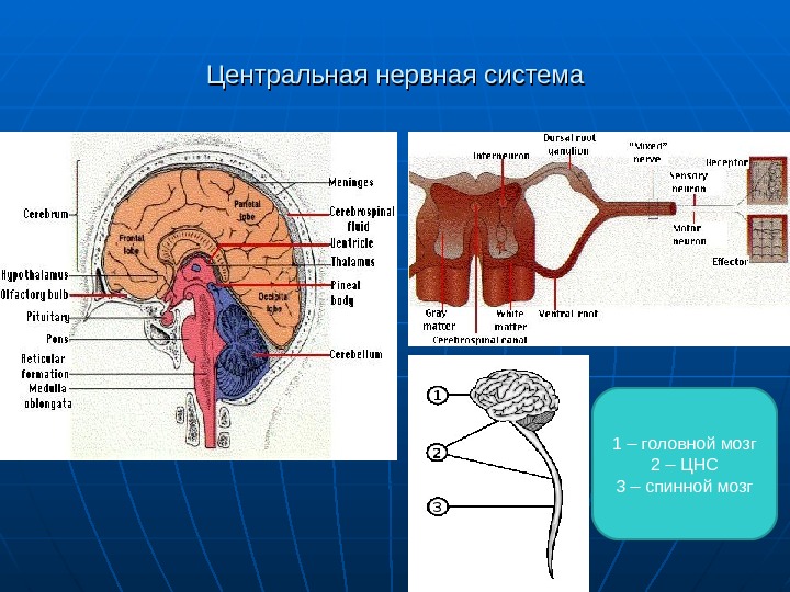 Мышление презентация анатомия