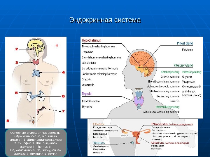 Презентация по анатомии эндокринная система