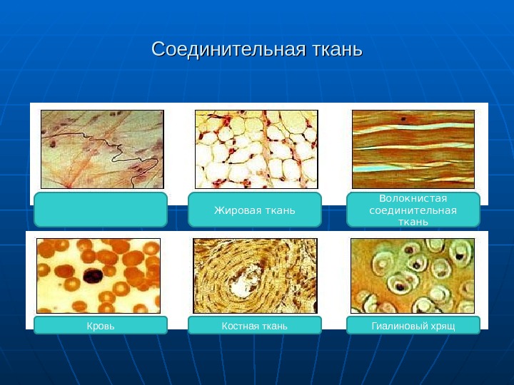 Соединительная жировая ткань рисунок