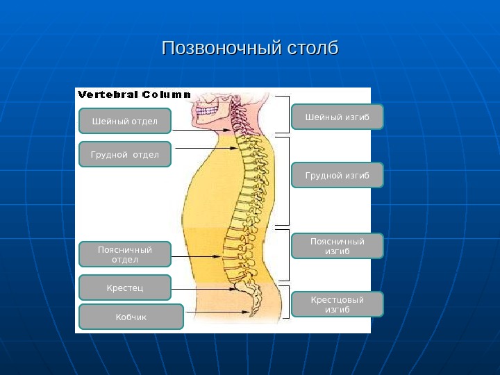 Презентация анатомия 8 класс