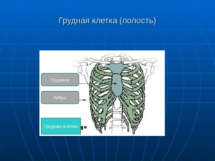 Основы анатомии и физиологии человека презентация