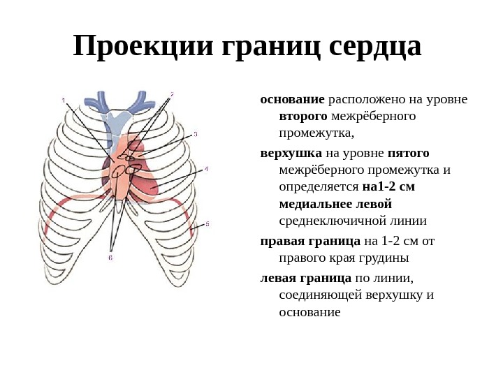 Анатомия и физиология сердца презентация