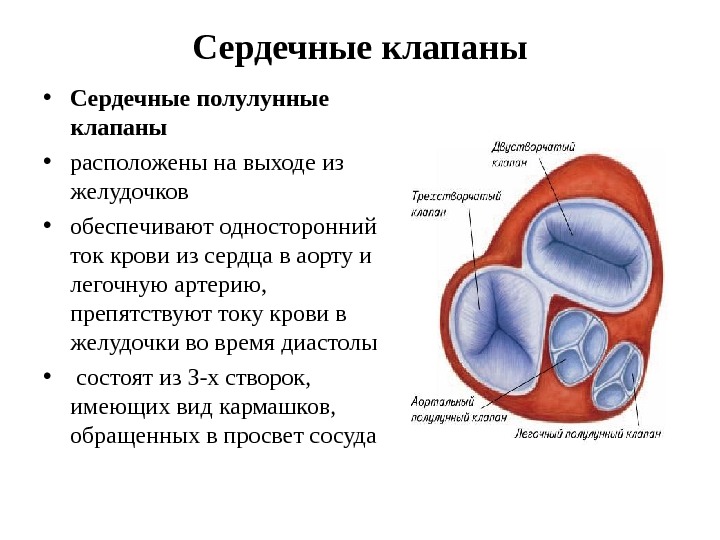 Анатомия и физиология сердца презентация