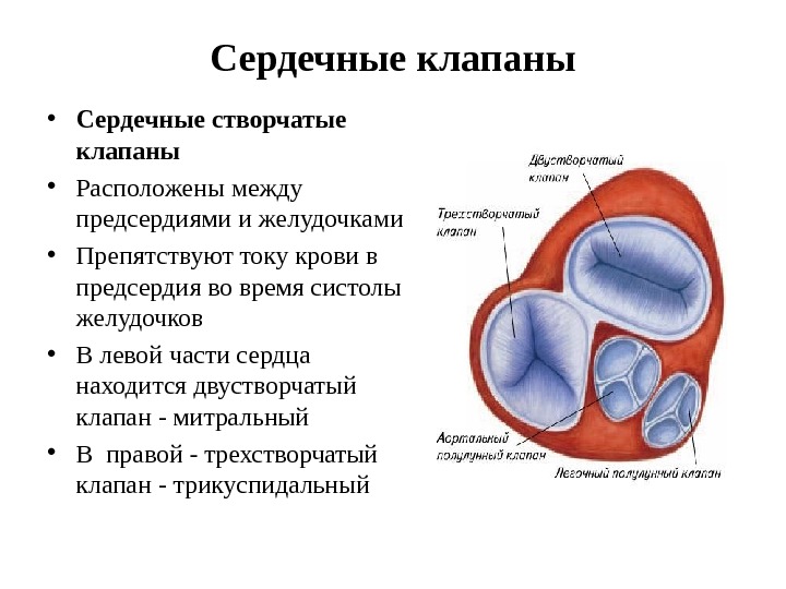 Презентация анатомия 8 класс