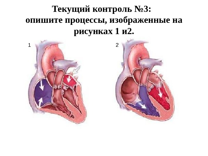 Анатомия и физиология сердца презентация