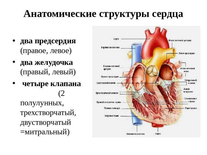 Сердце млекопитающих рисунок с обозначениями