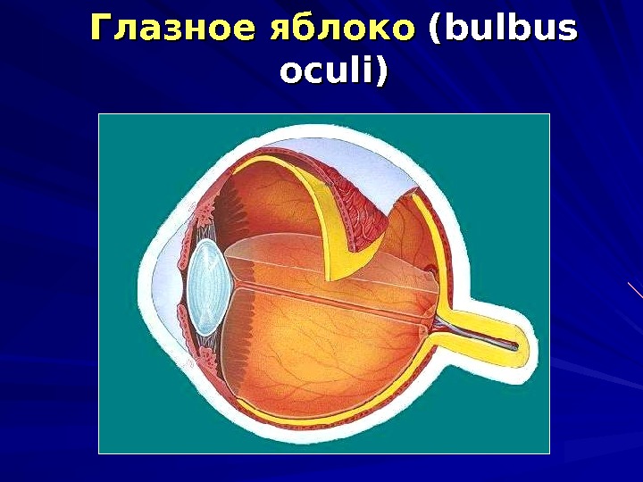 Презентация по анатомии органы зрения