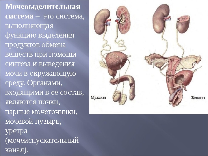 Основной орган мочевыделительной системы человека. Система мочевых органов состоит. Функции мочевой системы человека. Мочевыделительная система строение органов. Мочевыделительная система человека строение и функции.