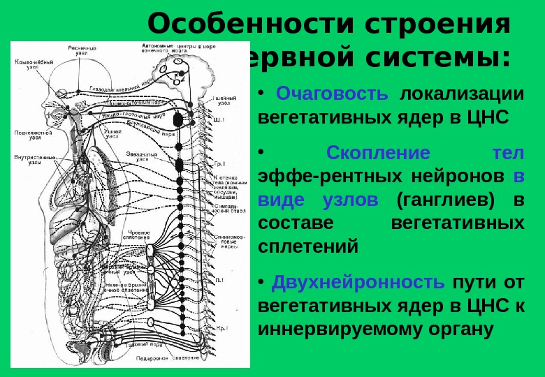 Общий план строения автономной нервной системы