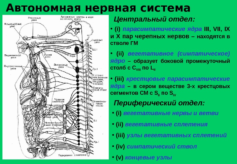 Парасимпатические черепные нервы. Автономная нервная система: парасимпатическая система. Ядра вегетативной нервной системы. Центры парасимпатического отдела ВНС ядра. Строение ядер центральных отделов вегетативной нервной системы.