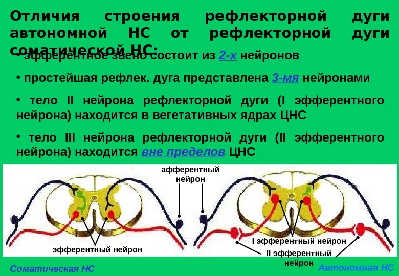 Эфферентный нейрон рефлекторной дуги