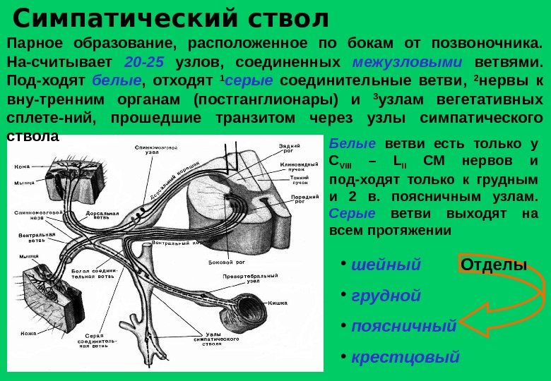 Нервные узлы и нервные стволы. Топография симпатического ствола схема. Строение симпатического ствола таблица. Схема формирования спинномозгового нерва. Топография симпатического нерва.