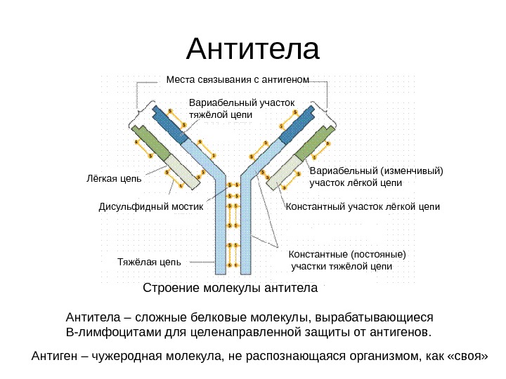 Общие принципы дизайна антигенов