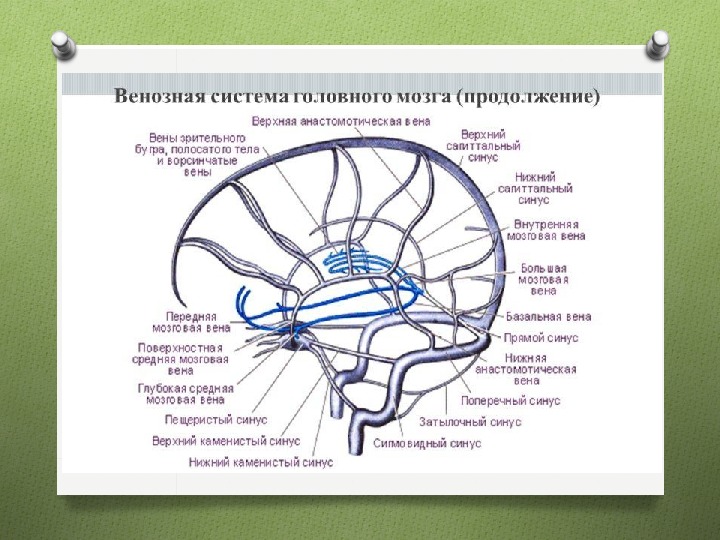 Верхние вены мозга. Венозные синусы головного мозга схема. Анатомия вены Галена головного мозга. Вена Галена головы анатомия схема.