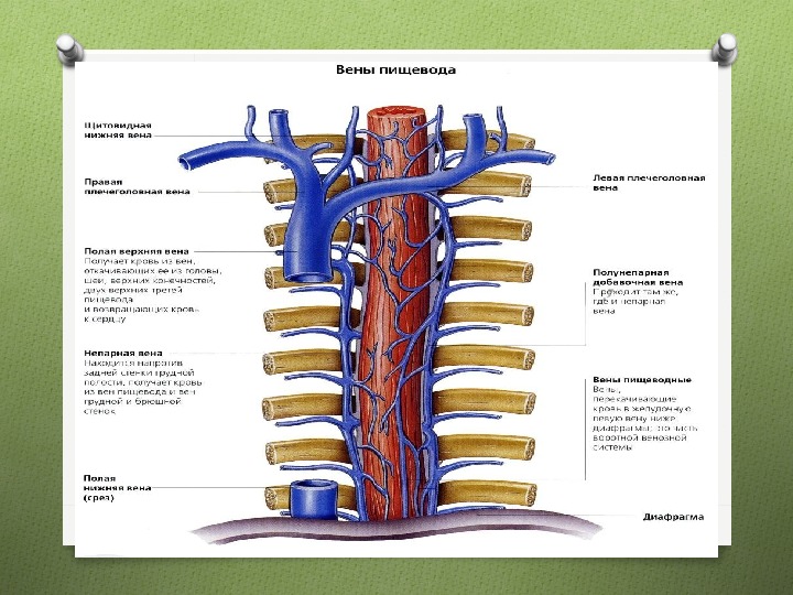 Вены грудной полости схема