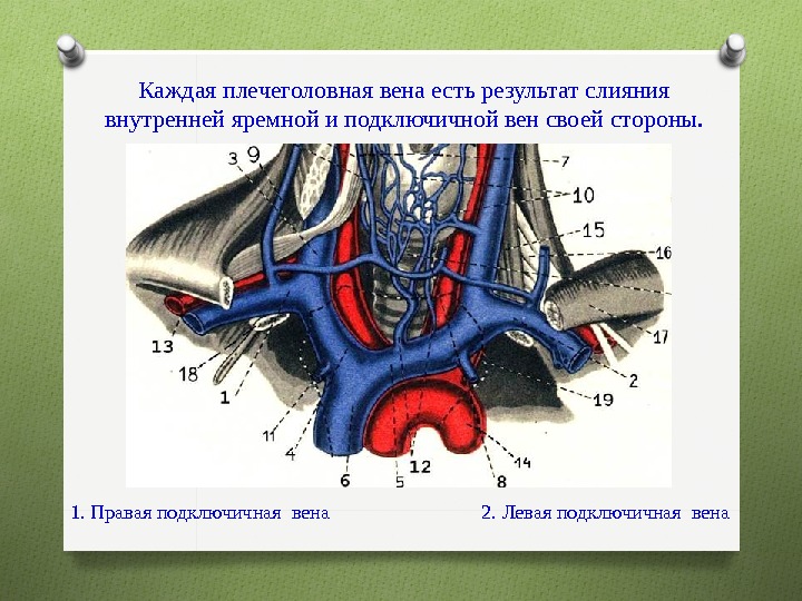Левая подключичная вена. Верхняя яремная Вена анатомия. Плечеголовной ствол анатомия вены. Подключичная Вена (Vena subclavia). Плечеголовная Вена анатомия.