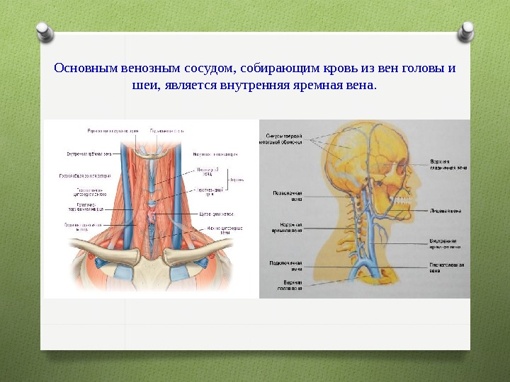 Яремный вен и артерия