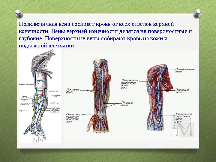 Вены верхней конечности схема