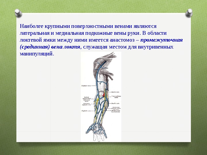 Медиальная вена руки