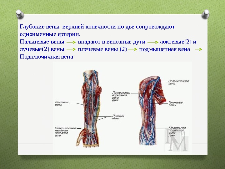 Схема верхней конечности вен