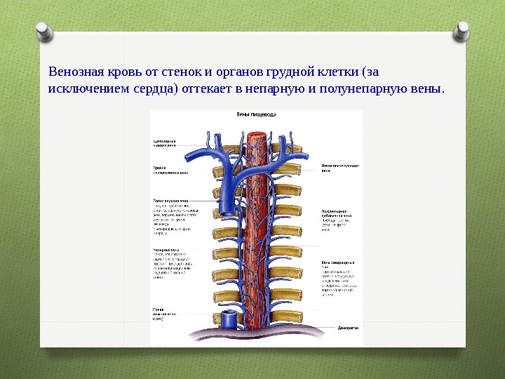 Полунепарной вене. Непарная и полунепарная Вена. Добавочная полунепарная Вена.