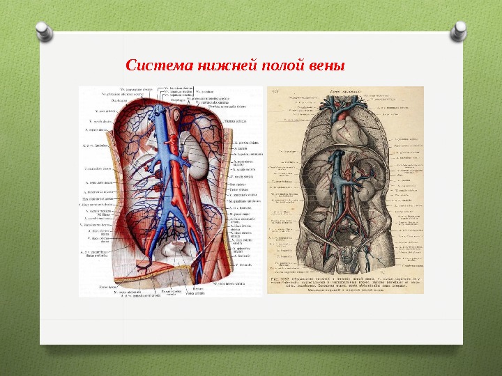 Фото верхняя полая вена