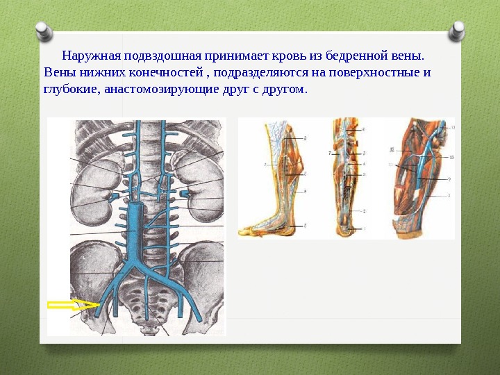 Подвздошных вен. Наружная подвздошная Вена. Наружная и внутренняя подвздошные вены. Левая наружная подвздошная Вена. Наружная подвздошная Вена топография притоки.