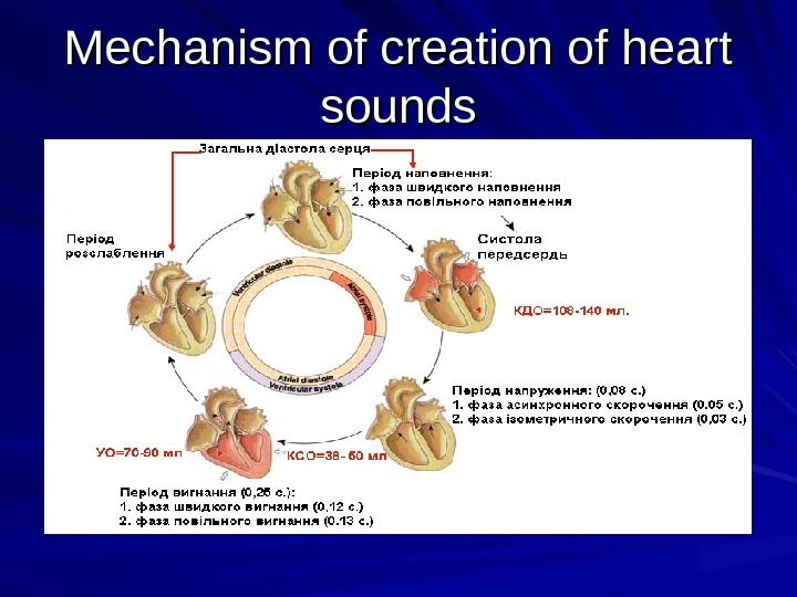 auscultation-heart