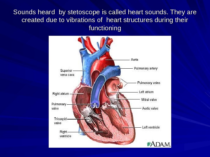 Презентация Auscultation Heart