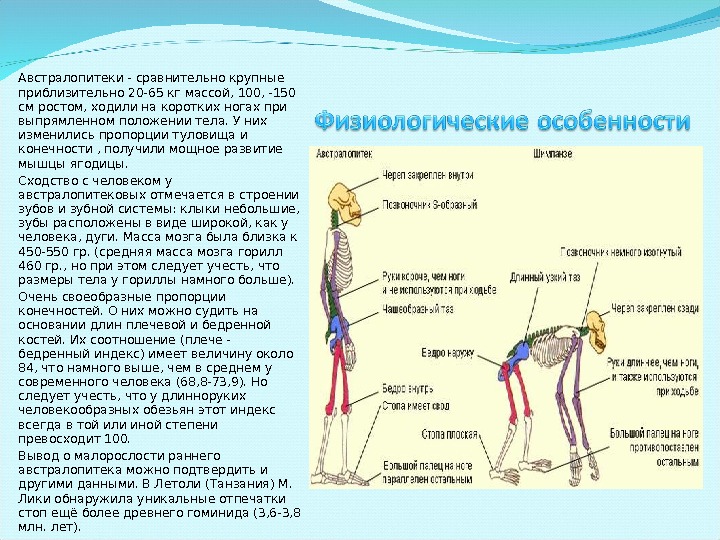 Презентация австралопитеки по биологии 9 класс