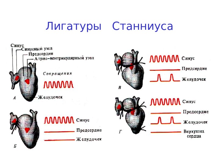 Презентация АВТОМАТИЯ