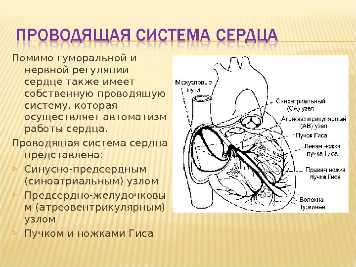 Автоматия сердца презентация