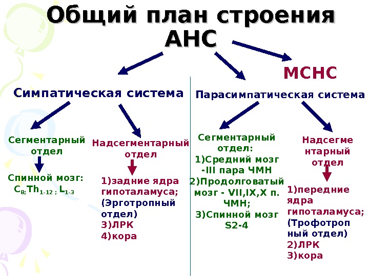 Общий план строения цнс