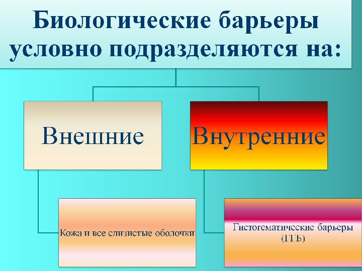 Гематоплевральный барьер презентация