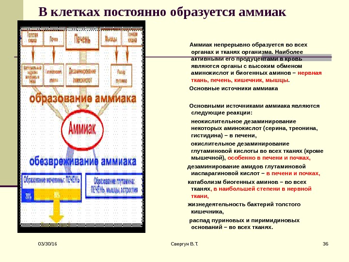 Обмен аммиака и аминокислот между органами и тканями.