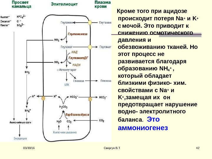 Ацидогенез в желудке схема регуляция