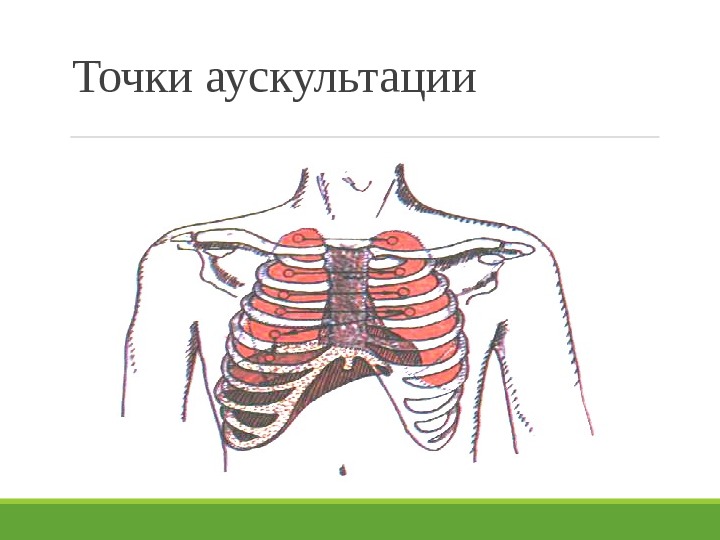 Схема строения межреберного промежутка