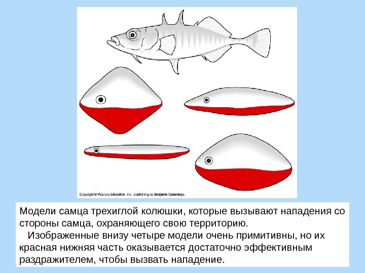 Презентация безусловные и условные рефлексы 8 класс