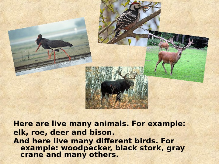 BIA OWIE A NATIONALPARK WIKIPEDIA visual data 4