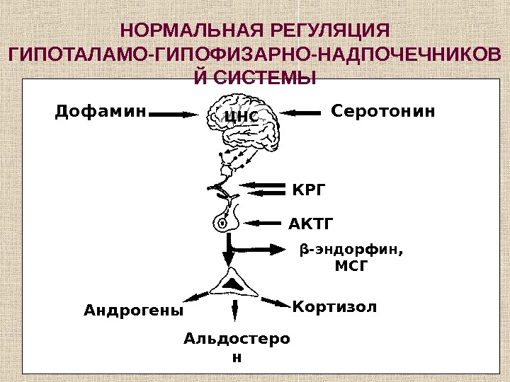 Гипоталамо гипофизарно надпочечниковая система